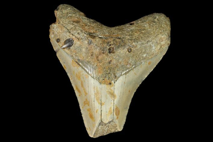 Bargain, Fossil Megalodon Tooth - North Carolina #124768